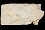 Very Rare, Fossil Coelacanth (Macropomoides) - Lebanon #163545-3